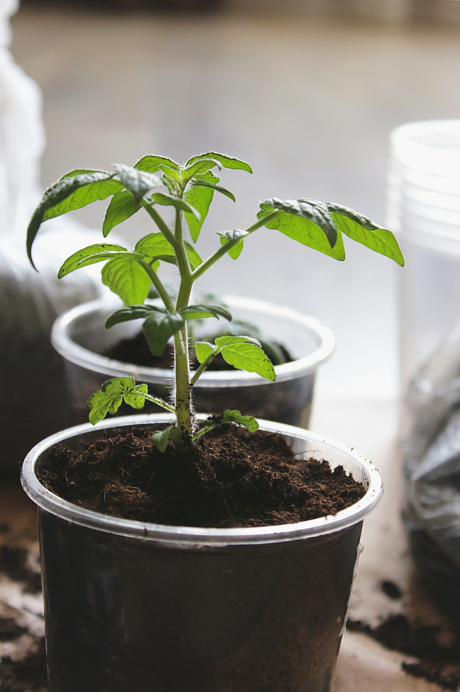 Innovazione nella nutrizione vegetale: il futuro dell’agricoltura